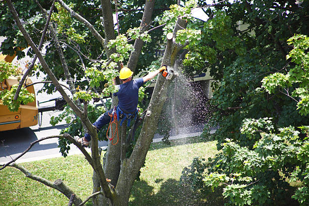 Best Palm Tree Trimming  in Malad City, ID