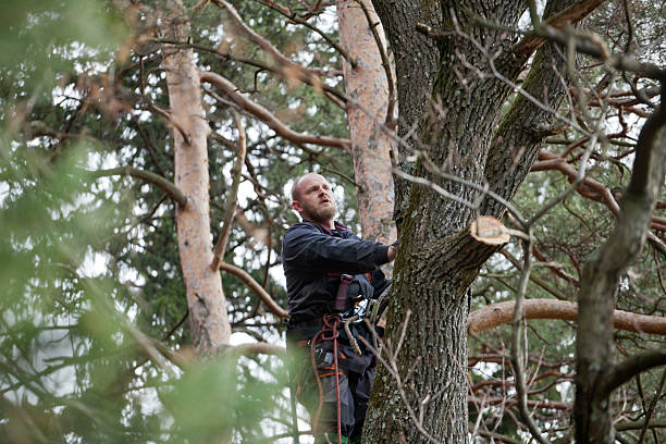 Best Tree Maintenance Programs  in Malad City, ID