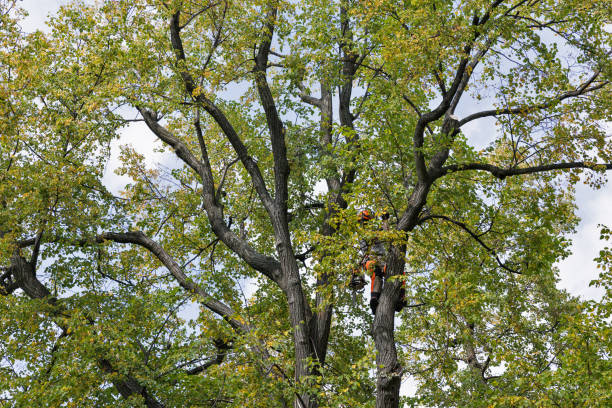 Seasonal Cleanup (Spring/Fall) in Malad City, ID